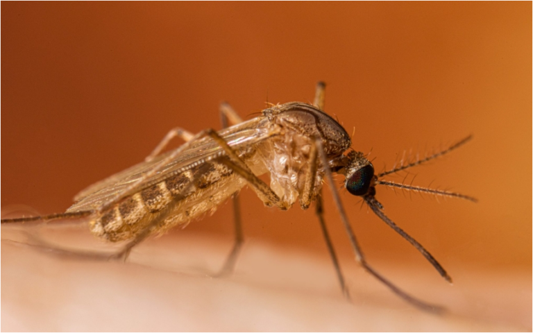 West Nile, morta una donna in ospedale a Fondi