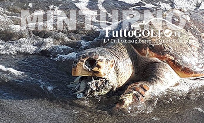 TARTARUGA CARETTA MINTURNO MORTA