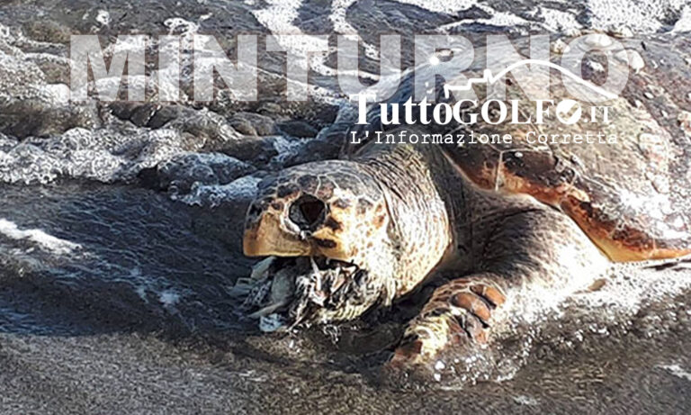 5 tartarughe caretta caretta decedute in 5 mesi nel Golfo di Gaeta. Ancora un ritrovamento