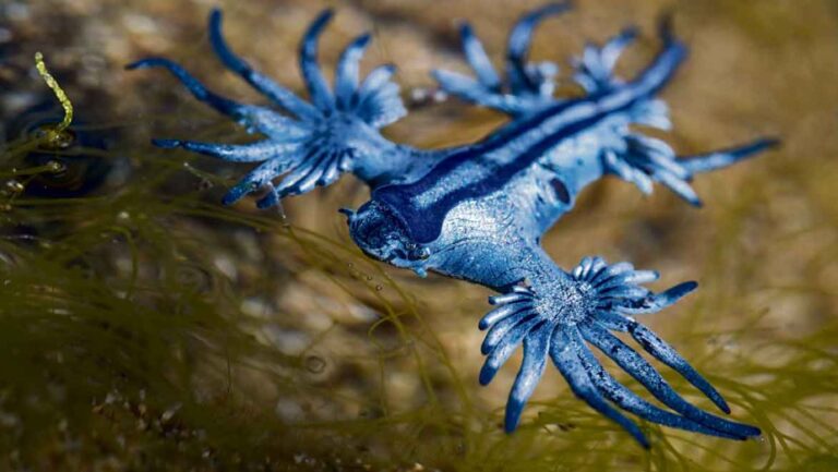 Avvistata creatura marina urticante: chiuse temporaneamente alcune spiagge del litorale spagnolo