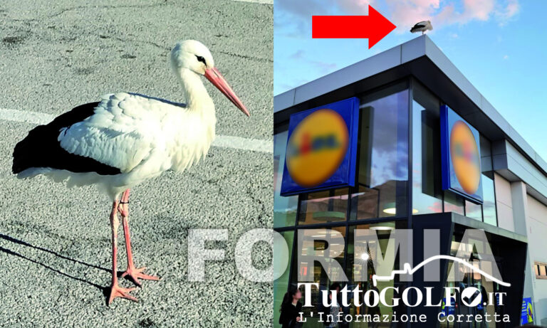 Formia – Avvistata di una cicogna bianca. Interviene il Servizio Naturalistico del Parco