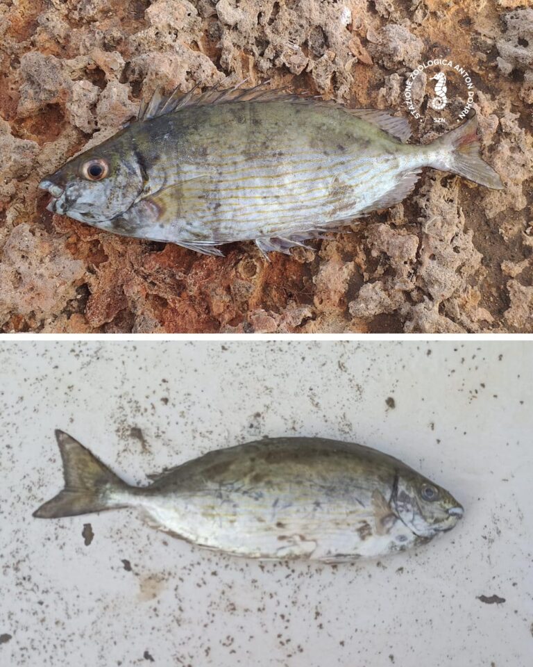 Avvistato nuovamente il Pesce coniglio: ecco perché è una minaccia per il Mediterraneo