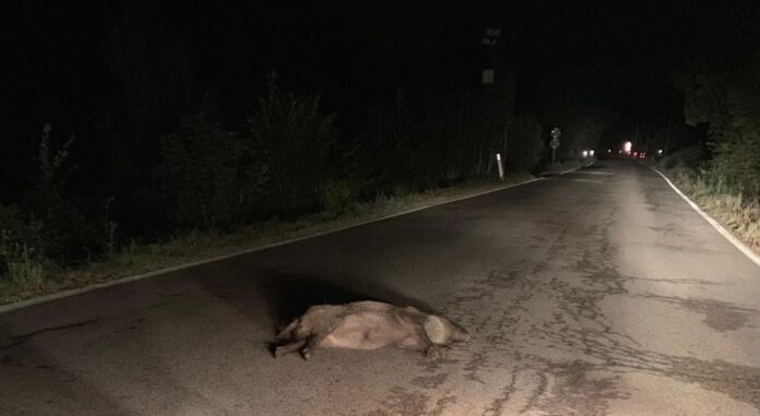 cinghiale strada investito