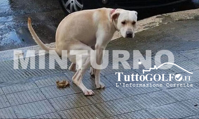 DEIEZIONI MINTURNO