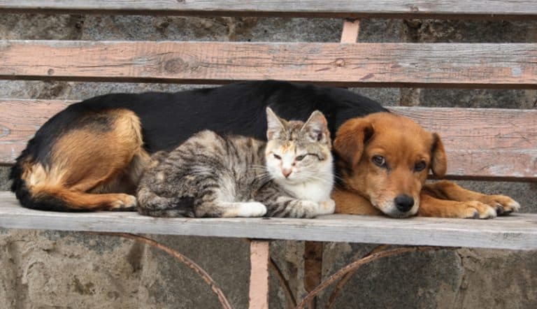 I CANILI CONVENZIONATI E IL TRATTAMENTO DEGLI ANIMALI
