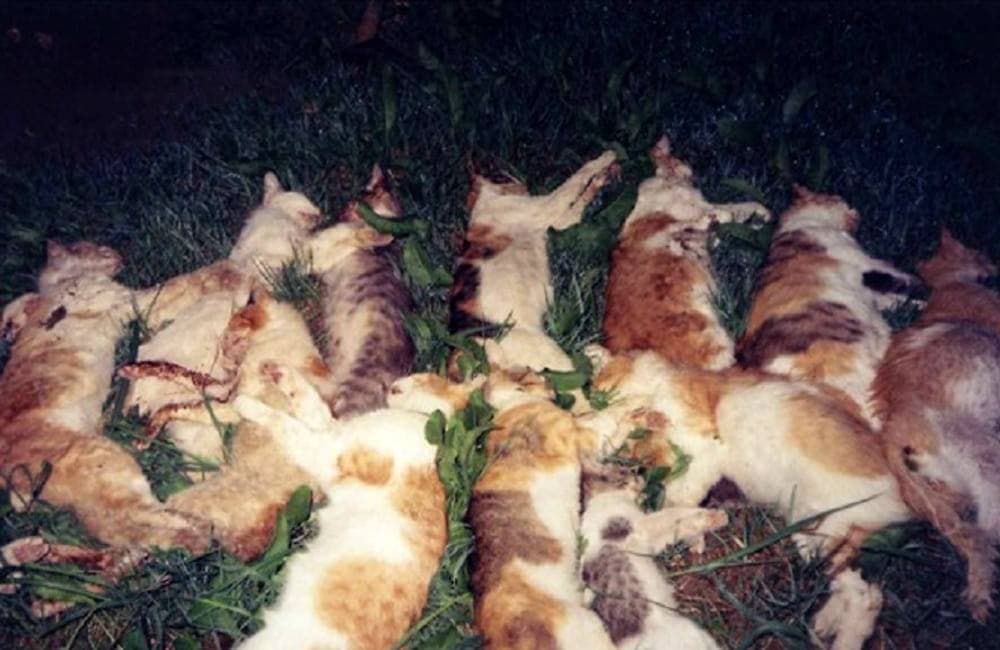 Gaeta. Sterminata colonia di gatti in via Atratina