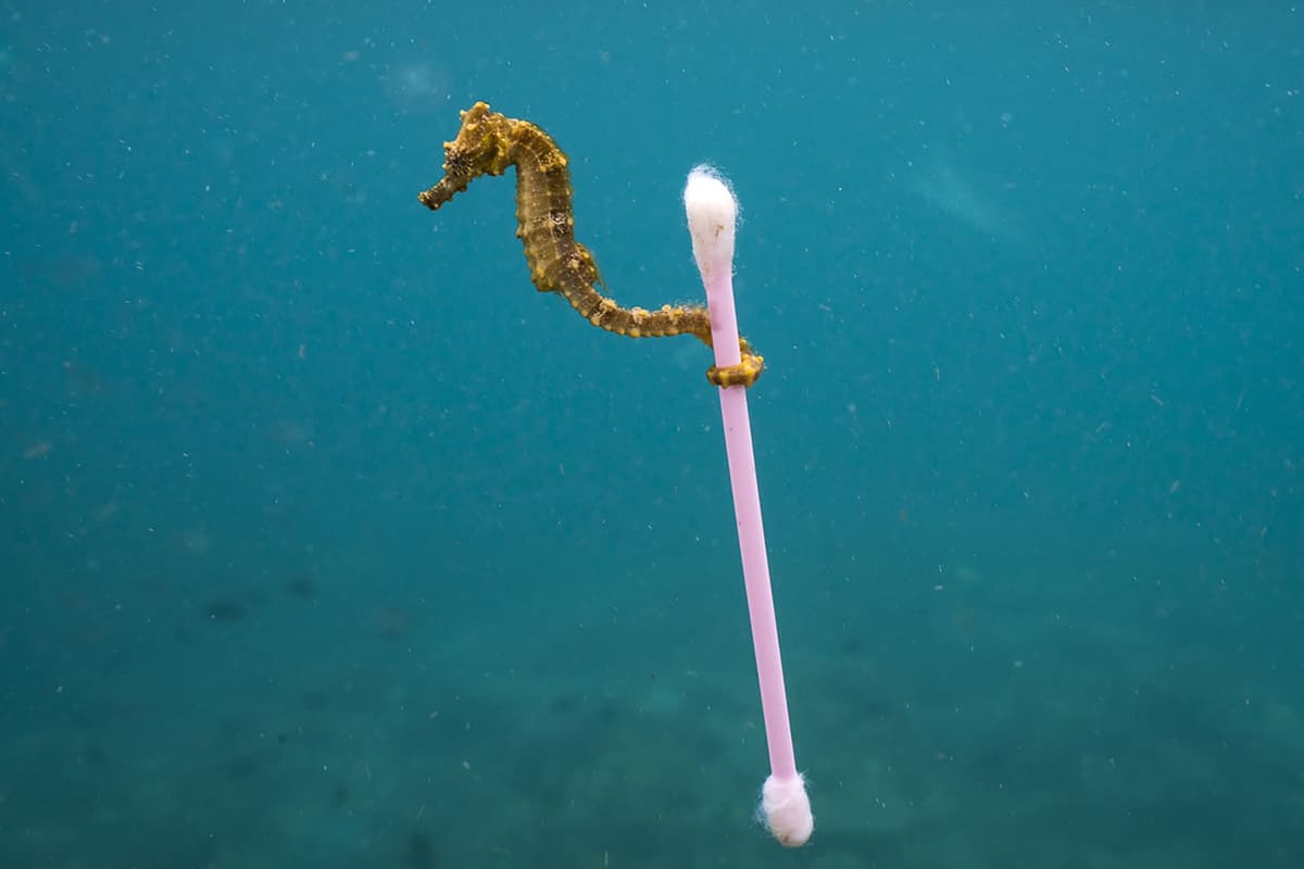 LE GIORNATE DEL MARE E DEL CLIMA, LOTTA ALLA PLASTICA