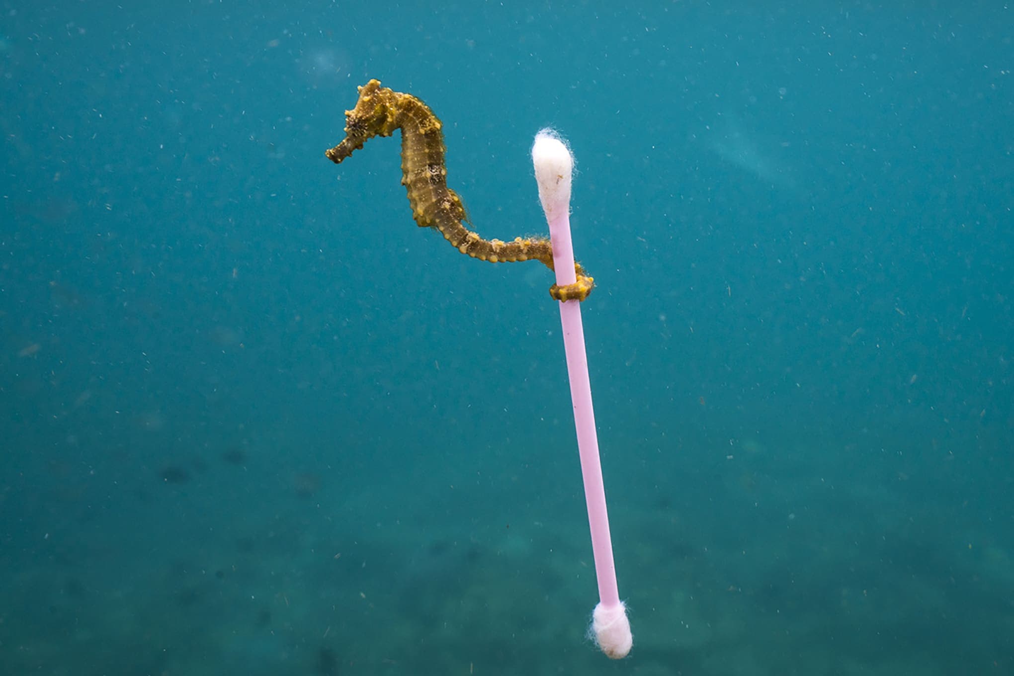 LE GIORNATE DEL MARE E DEL CLIMA, LOTTA ALLA PLASTICA