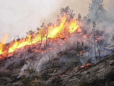SETTE INCENDI IN UNA SETTIMANA NELLA STESSA MACCHIA MEDITERRANEA, I VIGILI DEL FUOCO INTERVENGONO OGNI VOLTA E INDAGANO