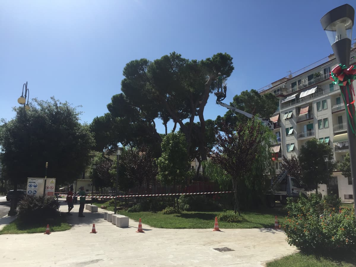 Pino crollato in Villa delle Sirene, il parere di Ambiente Natura e Vita