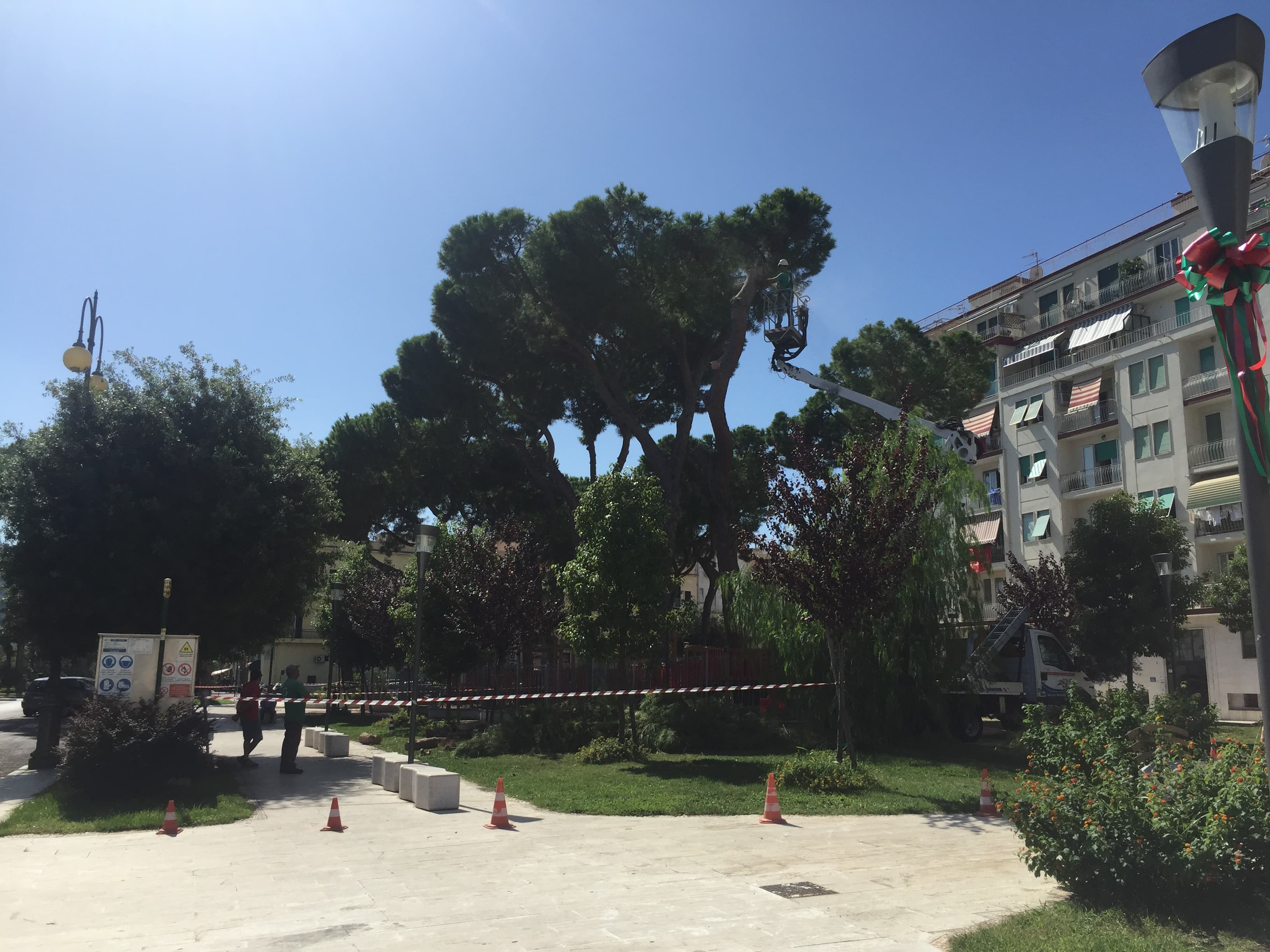 Pino crollato in Villa delle Sirene, il parere di Ambiente Natura e Vita