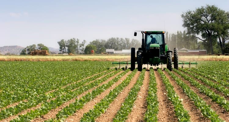 Santi Cosma e Damiano, pubblicato bando per le attività agricole