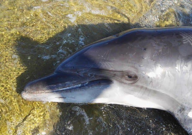 Delfino spiaggiato, si indaga sulle cause della morte