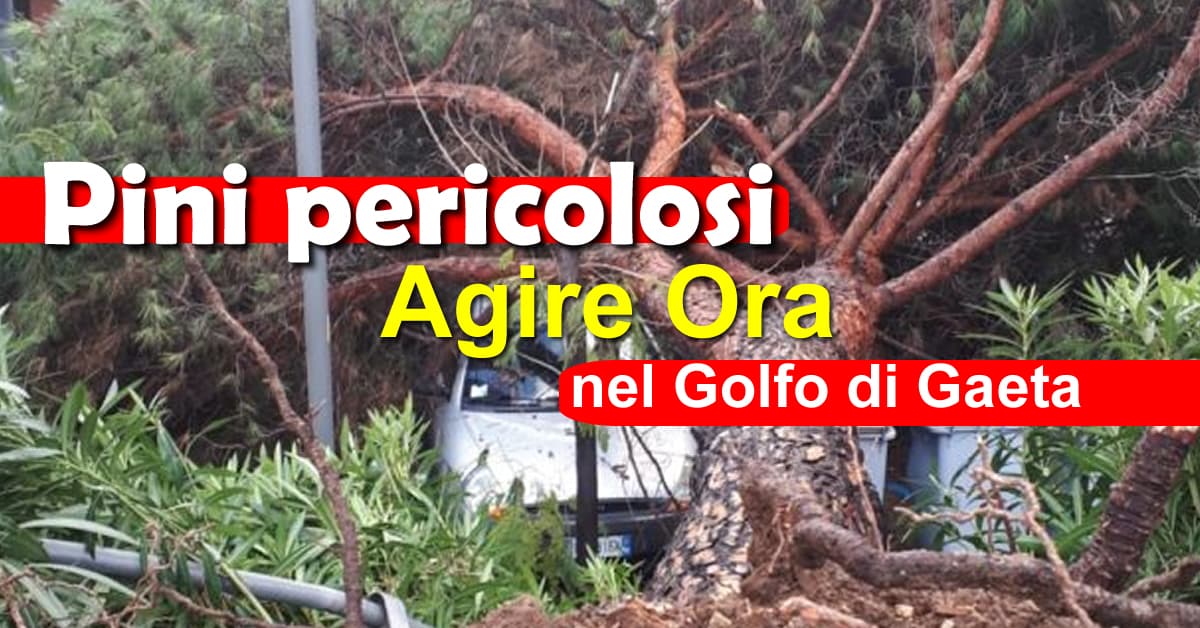 Il maltempo e il problema dei pini e della loro messa a dimora