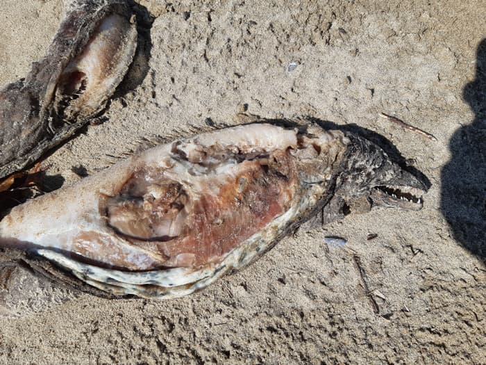 FORMIA - La carcassa di una murena rinvenuta sulla spiaggia di Gianola