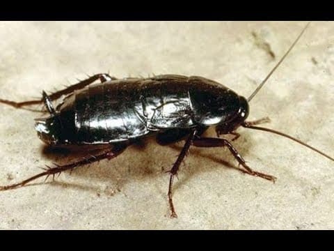 FONDI: IL COMUNE DICHIARA GUERRA ALLE BLATTE