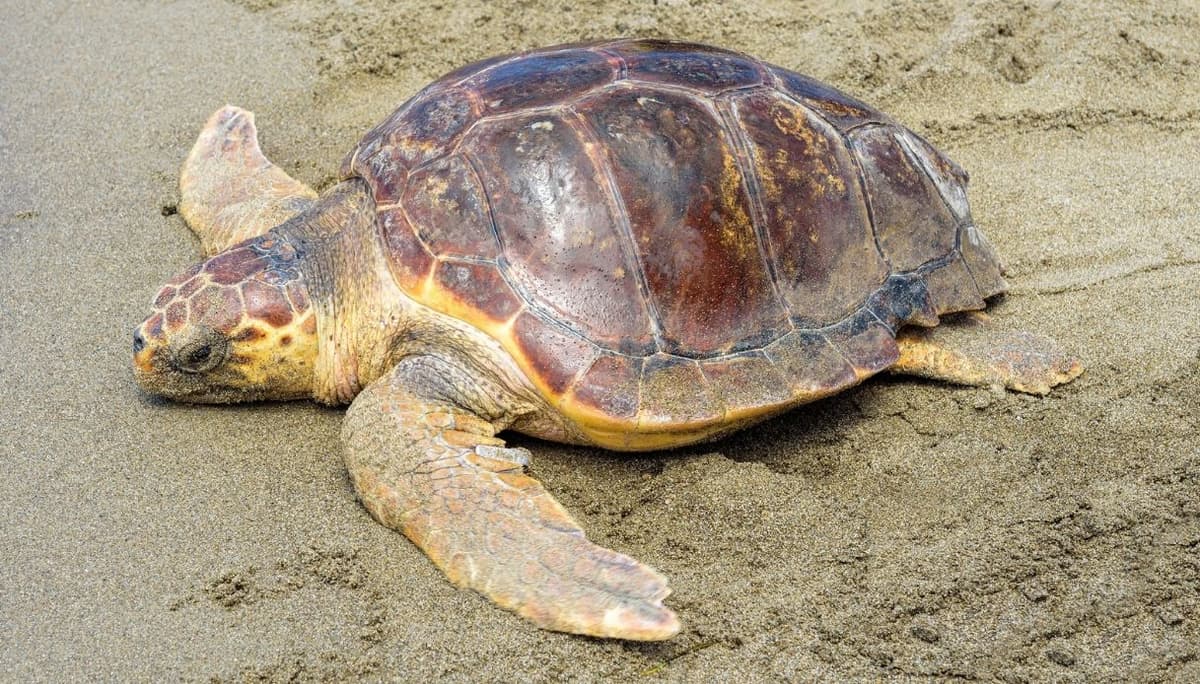 Litorale di Fondi - Deposizione di uova della tartaruga marina Caretta caretta.