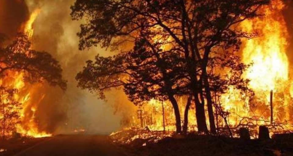 In Italia crescono le foreste mentre nel Golfo di Gaeta ad aumentare sono gli incendi
