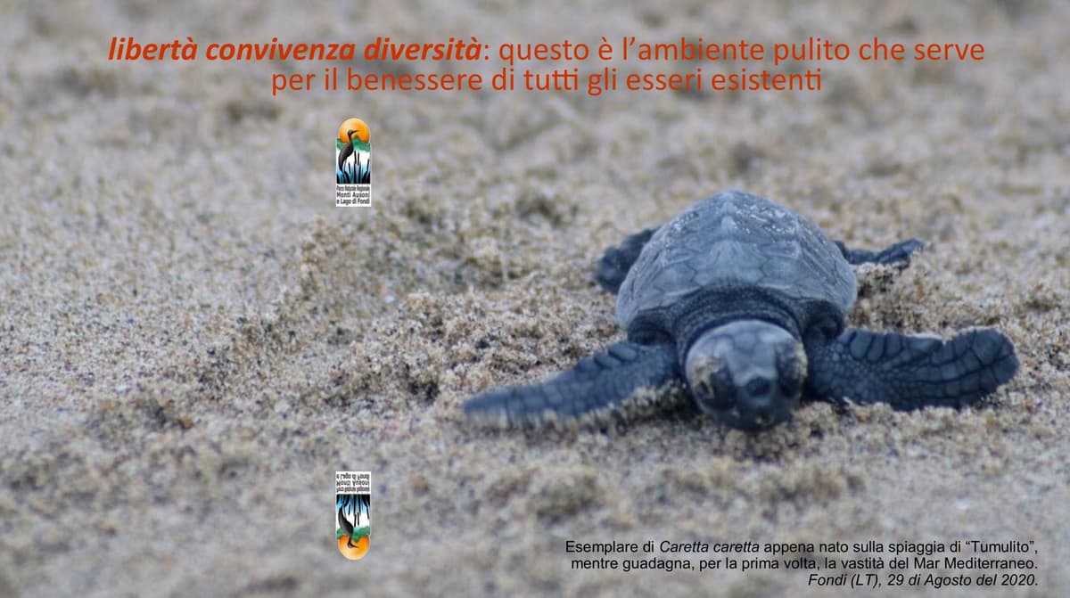 FONDI: LIETO FINE PER 83 TARTARUGHE MARINE NATE SUL LITORALE, ANCHE GRAZIE AL PARCO DEI MONTI AUSONI