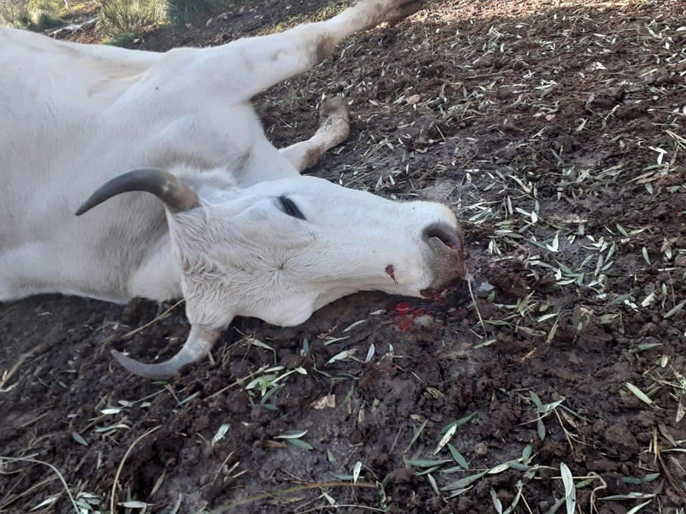 FORMIA: UCCISE TRE MUCCHE E UN TORO