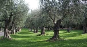 L'OLIO DELLE COLLINE A MINTURNO 4° EDIZIONE:  5 FEBBRAIO LA PROCLAMAZIONE DEI VINCITORI