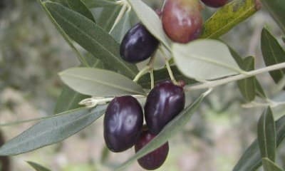 Lenola: Il recupero degli oliveti e dei terreni abbandonati