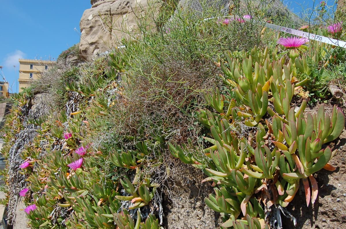 Ponza, Ventotene: La pianta Carpobrotus detta "Capocchia" minaccia l'ecosistema delle isole