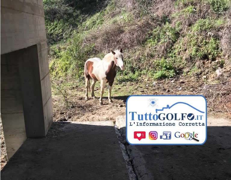 Castelforte: Che ci fa un cavallo nel parcheggio comunale?