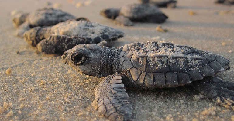Fondi, Pernarella: In pericolo la nidificazione delle tartarughe marine