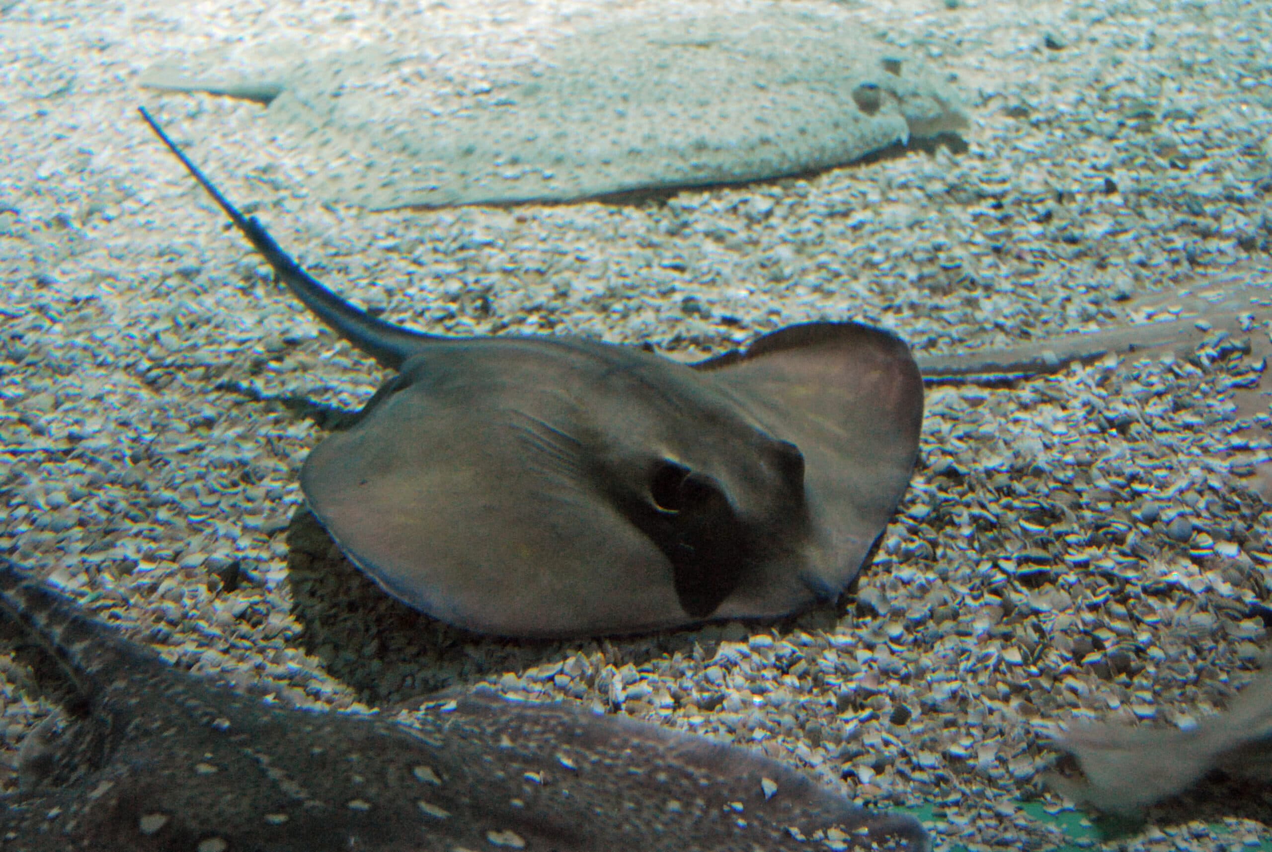 Baia Domizia: sul bagnasciuga trovato un trigone, panico per un pesce estremamente velenoso