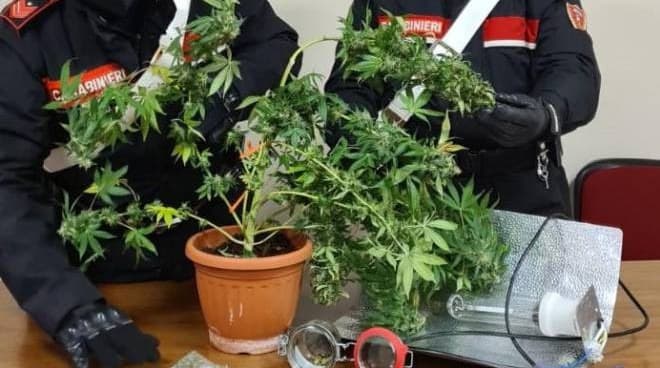 Coltiva marijuana nel garage. Ventenne nei guai