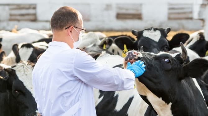 Medicinali agli Animali, EMA: le nuove norme