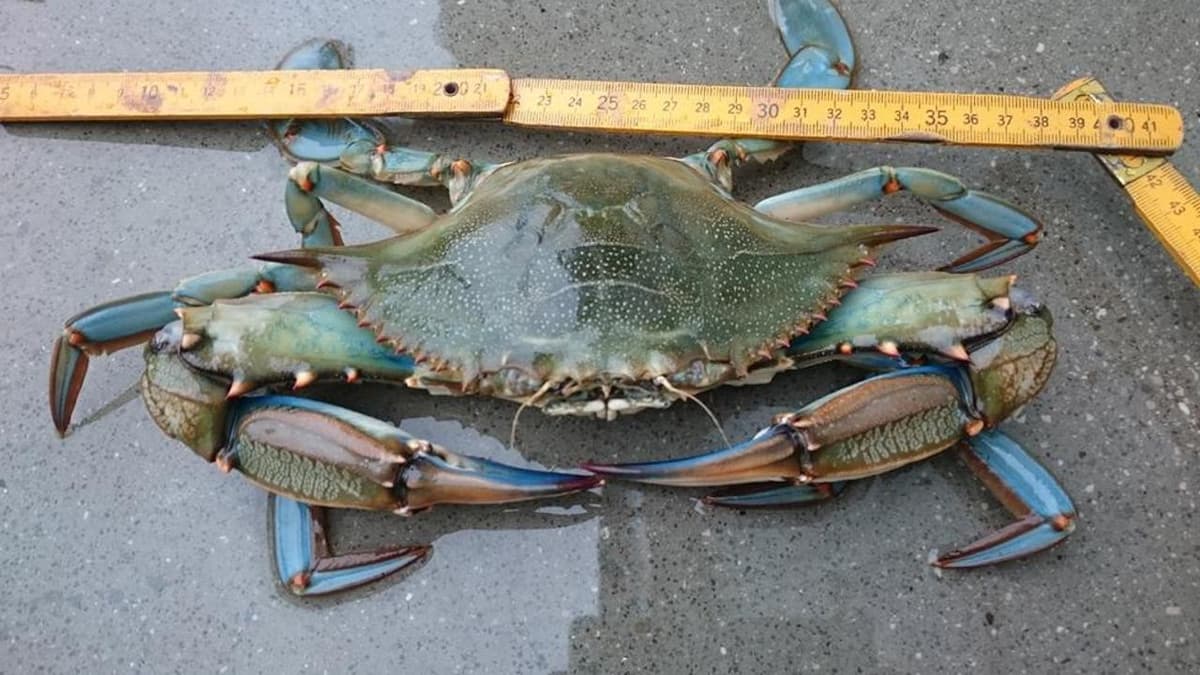 Nasce a Sabaudia l' Osservatorio sul Granchio Blu