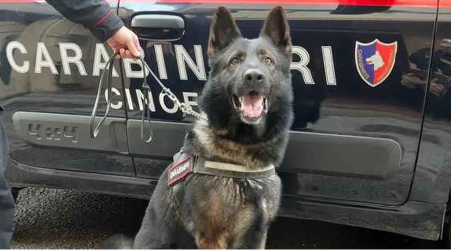Castelforte: due ragazzi denunciati per droga