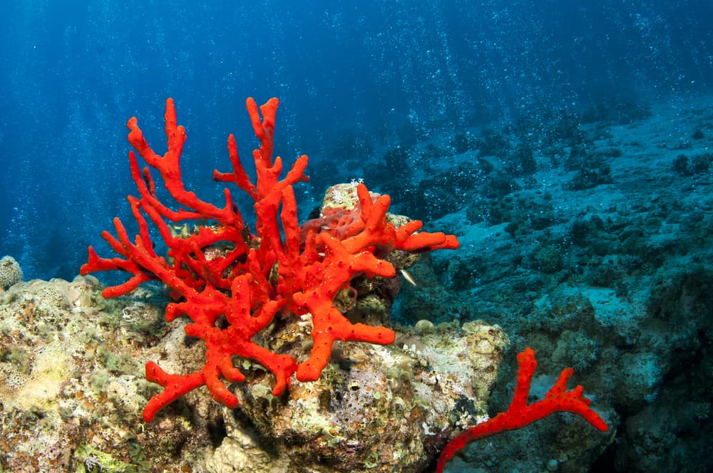 LA STORIA DELLA PESCA DEL CORALLO DEI PONZESI