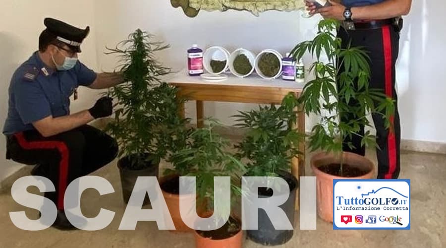 Piante di cannabis in casa. Ancora guai per un residente di Scauri
