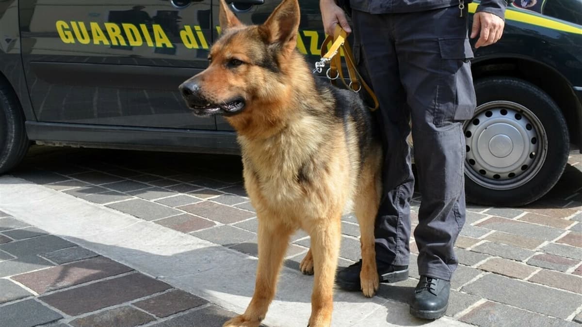Individuata una piantagione illegale e 200 kg di marijuana essiccata