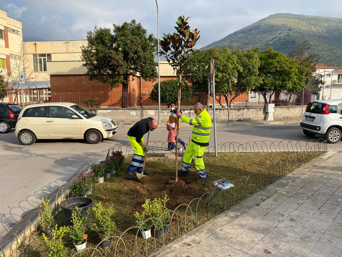 Il Parco dei Monti Aurunci dona 40 alberi alla città per la Giornata dell'Albero