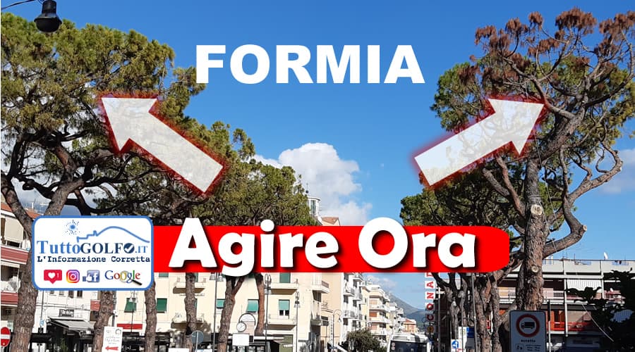 Formia, i Pini sono malati. Agire ora, prima che sia troppo tardi