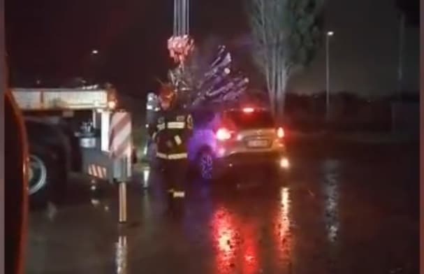 Un cipresso cade sull'auto. Fortunatamente non vi era nessuno all'interno