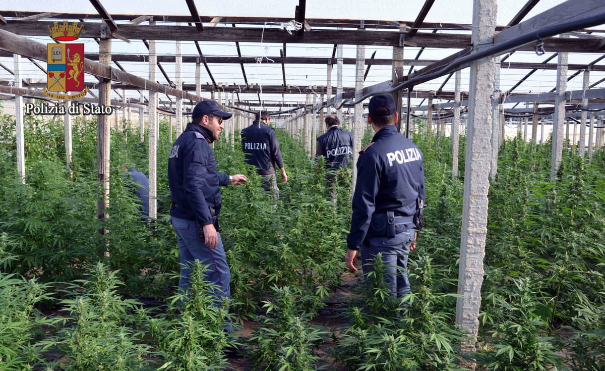 Rinvenuti 130 kg di marijuana essiccata. Arrestati in tre