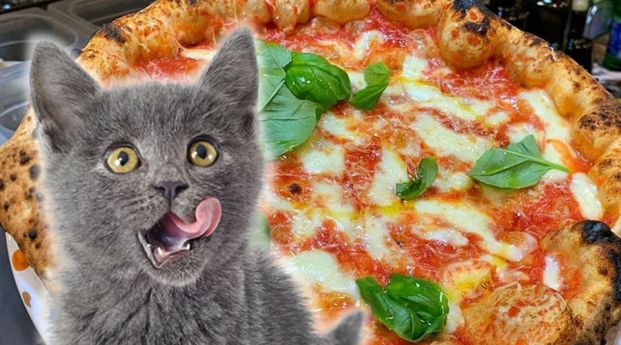 Miaoo’s Pizza a Castelforte. Prima Edizione