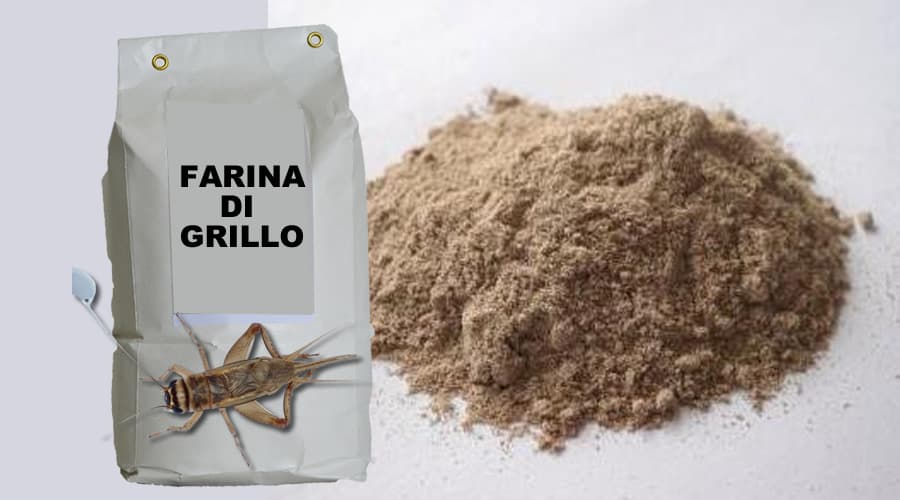 Farina di grilli. Grillo in polvere nei nostri piatti dal 24 gennaio. Via libera dall'Unione Europea