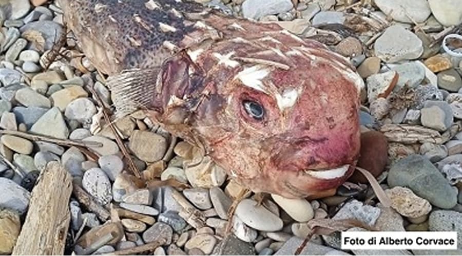 RITROVATO SULLA COSTA LAZIALE UN PESCE ISTRICE TROPICALE