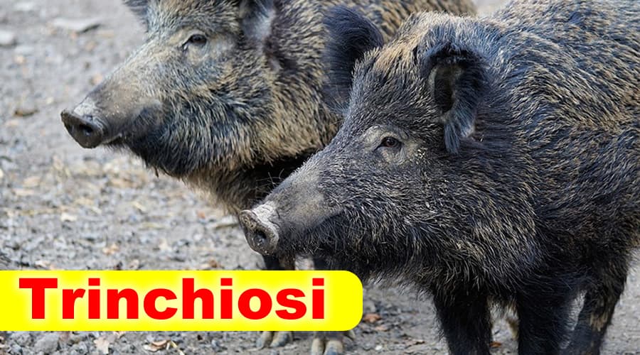 Consumo della carne e Trinchiosi: cosa c’è da sapere sulla malattia che colpisce animali ed esseri umani