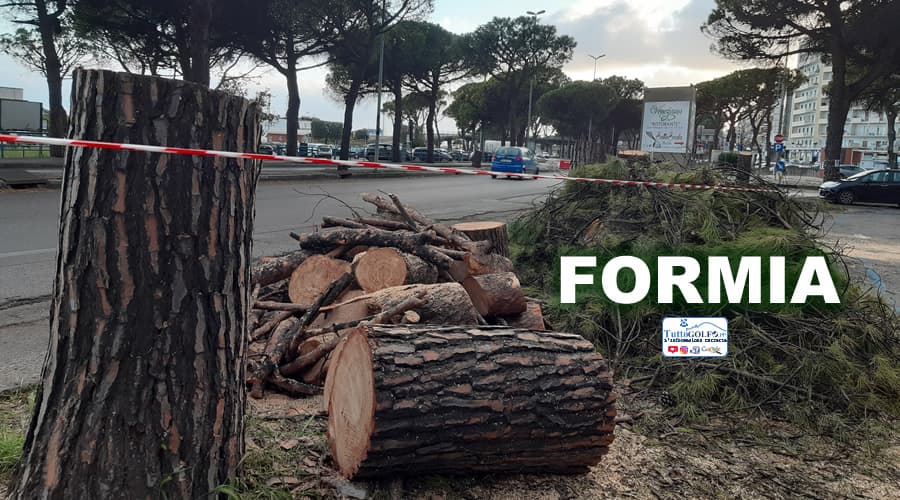 Formia eliminati i pini sul Lungomare Repubblica. Gli alberi erano malati e pericolosi. Continua la messa in sicurezza