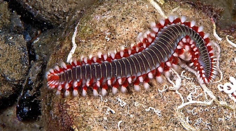 Avvistato nel mar Tirreno il vermocane, detto verme di fuoco. Se toccato, è in grado di iniettare una tossina