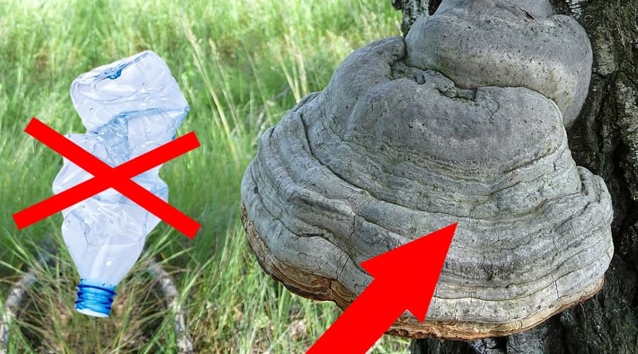 Il super fungo che potrebbe sostituire plastica, pelle e legno