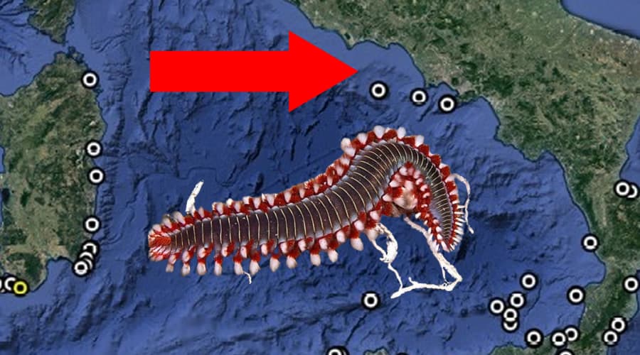 Monitoraggio Vermocane: se toccato, è in grado di iniettare una tossina