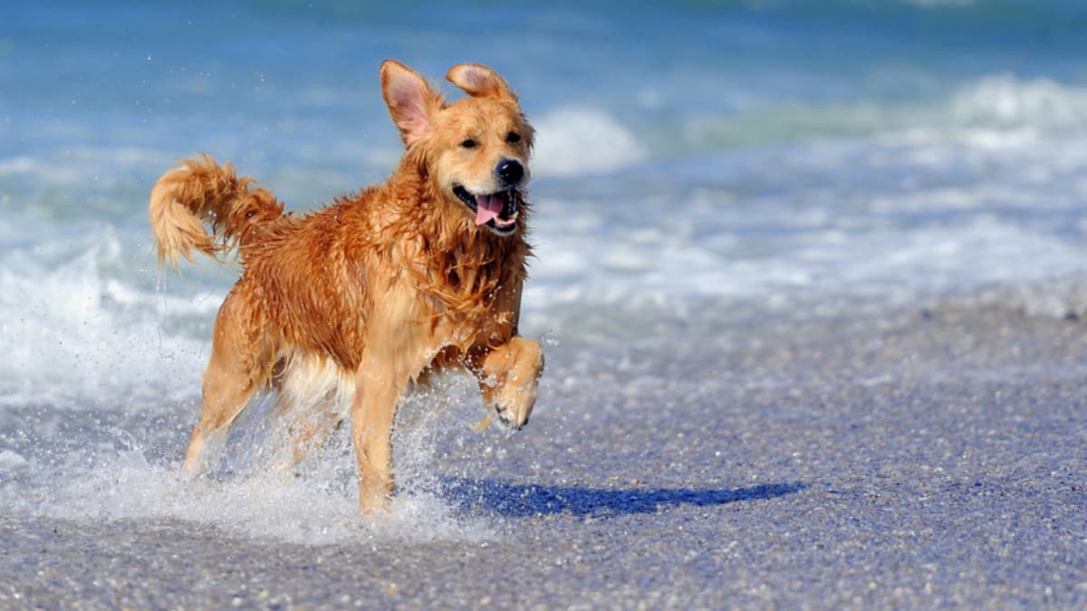 Formia - Vivere con gli animali d’affezione: leggi, buone pratiche, ruolo delle Istituzioni e delle Guardie zoofile